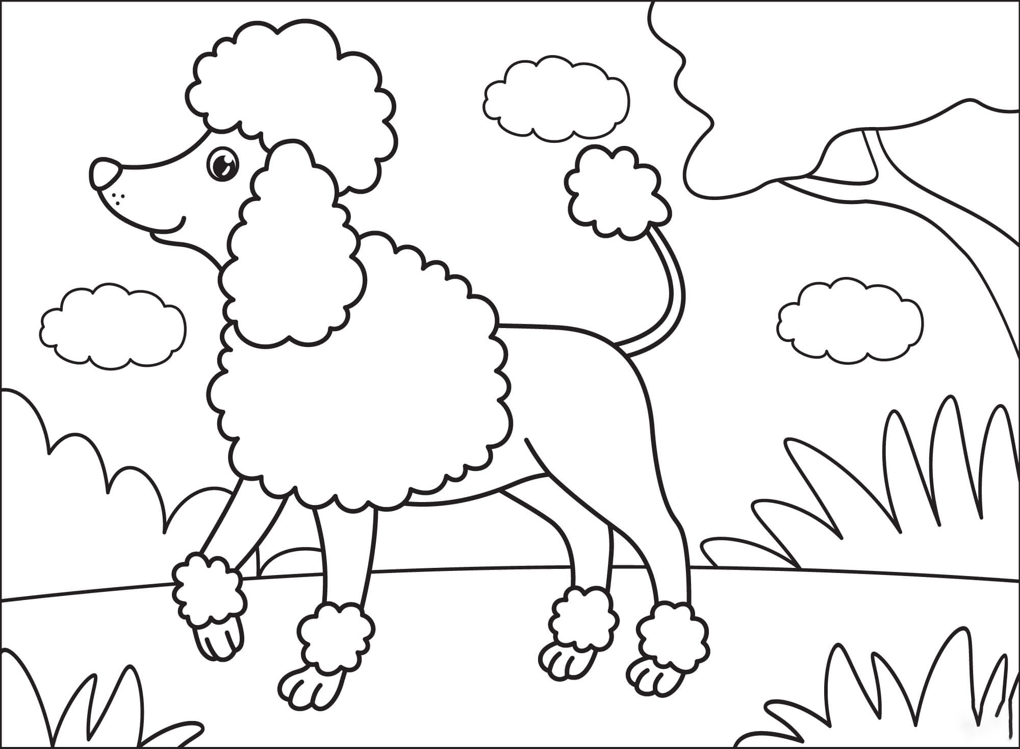 Poodle Coloring Sheet