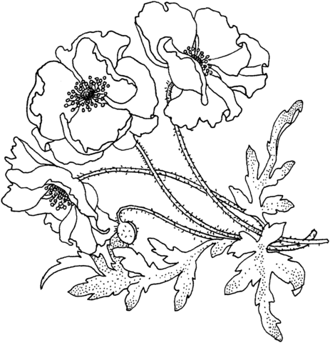 Poppies Flower Coloring Page