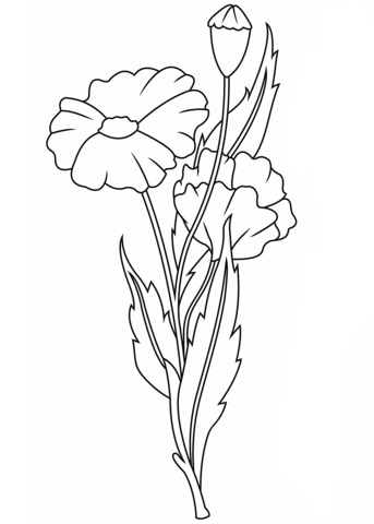 Poppies Coloring Pages