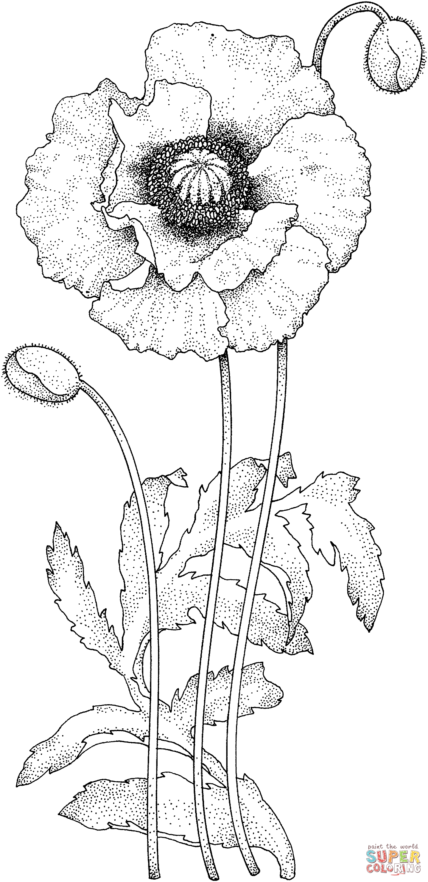 Poppy Blossom Coloring Pages