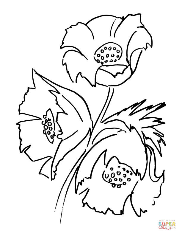 Ramo de flores de amapola de Amapolas