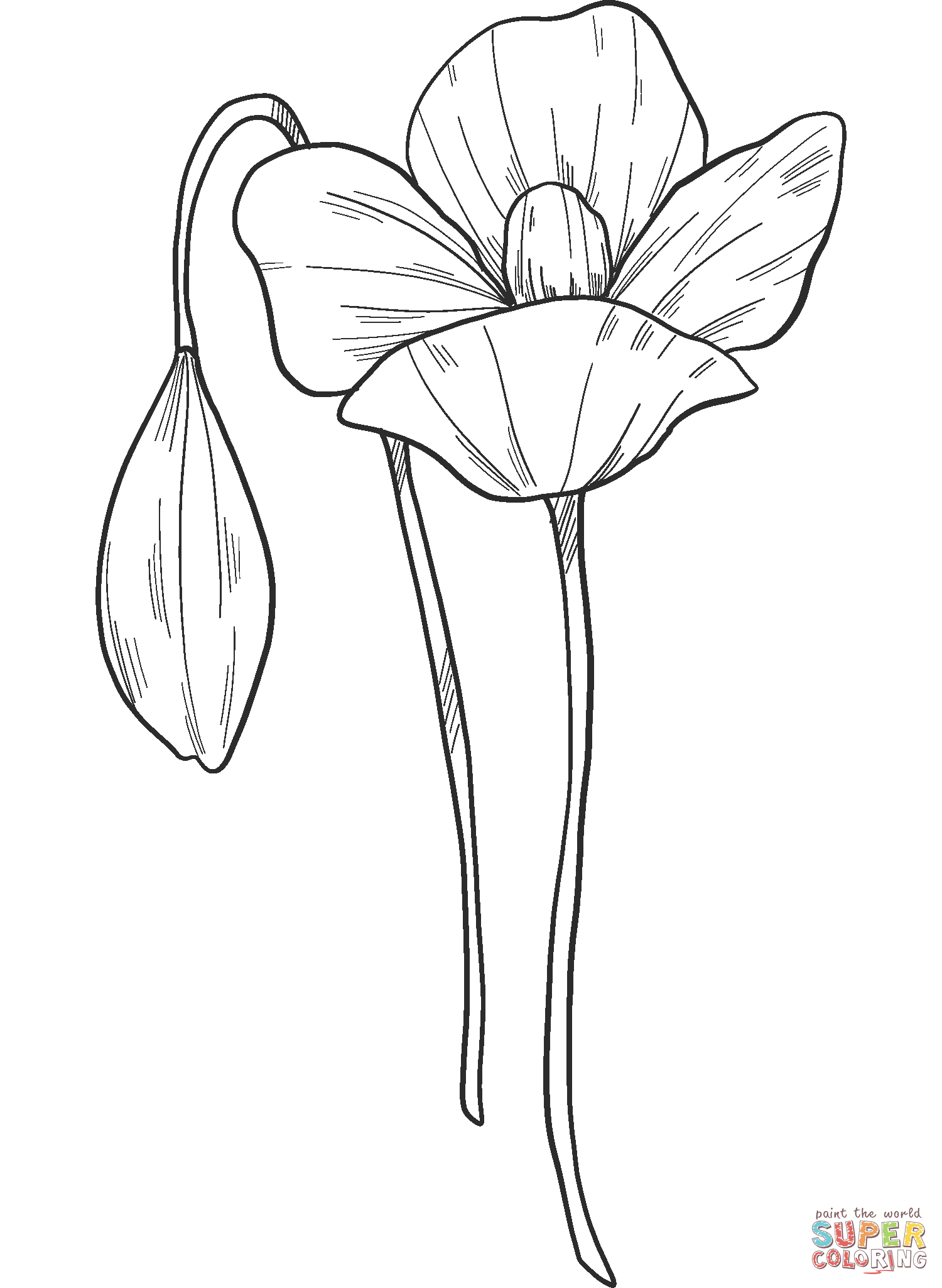 زهور الخشخاش من الخشخاش