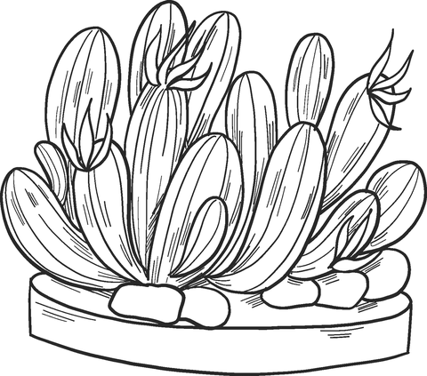 Coloriage de cactus en pot