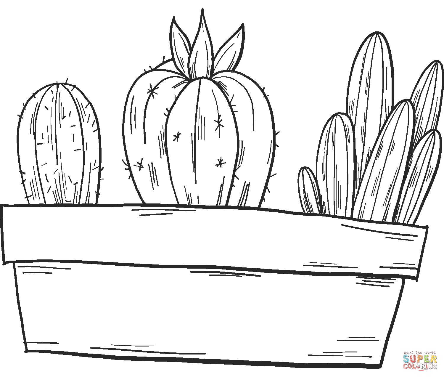 Кактусы в горшках от Cactus