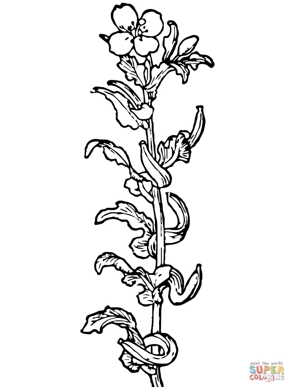 Primrose Flower Coloring Pages