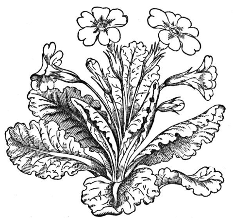 Primula Vulgaris or Common Primrose Coloring Page