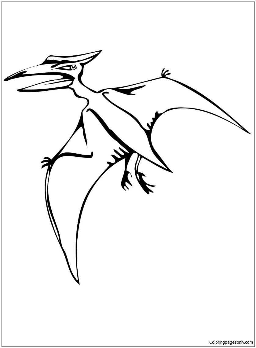 Réptil Voador Pteranodonte from Pteranodonte