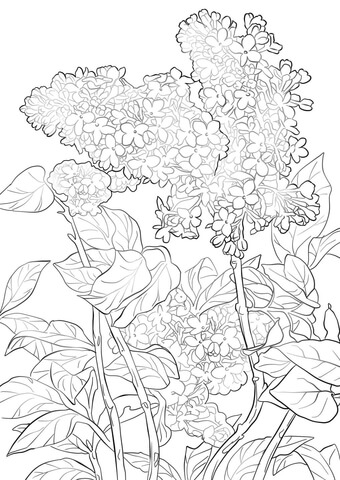 Purple Lilac Coloring Page
