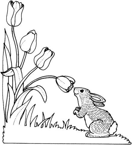 Раскраска Кролик нюхает тюльпан