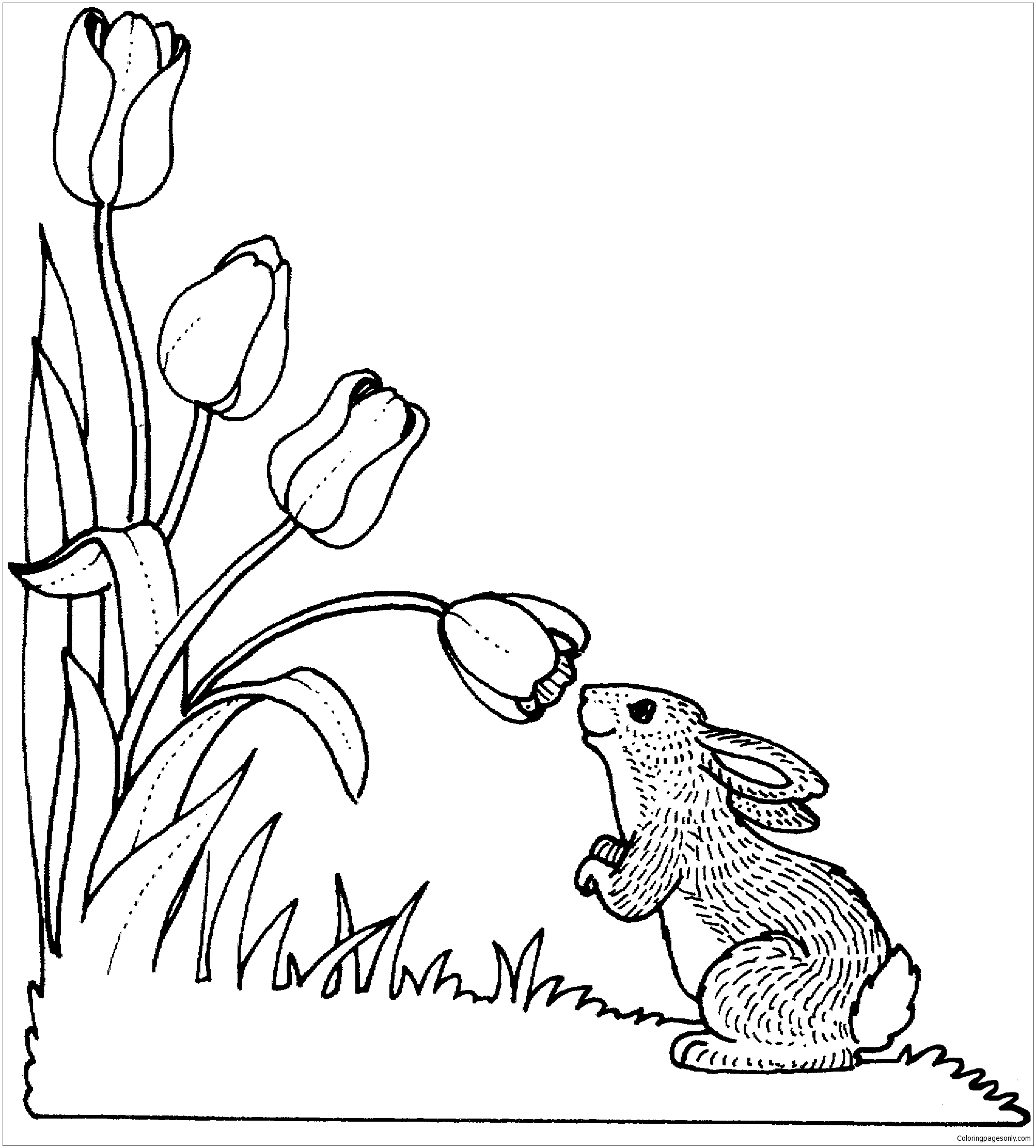 Rabbit Smelling Tulip Coloring Page