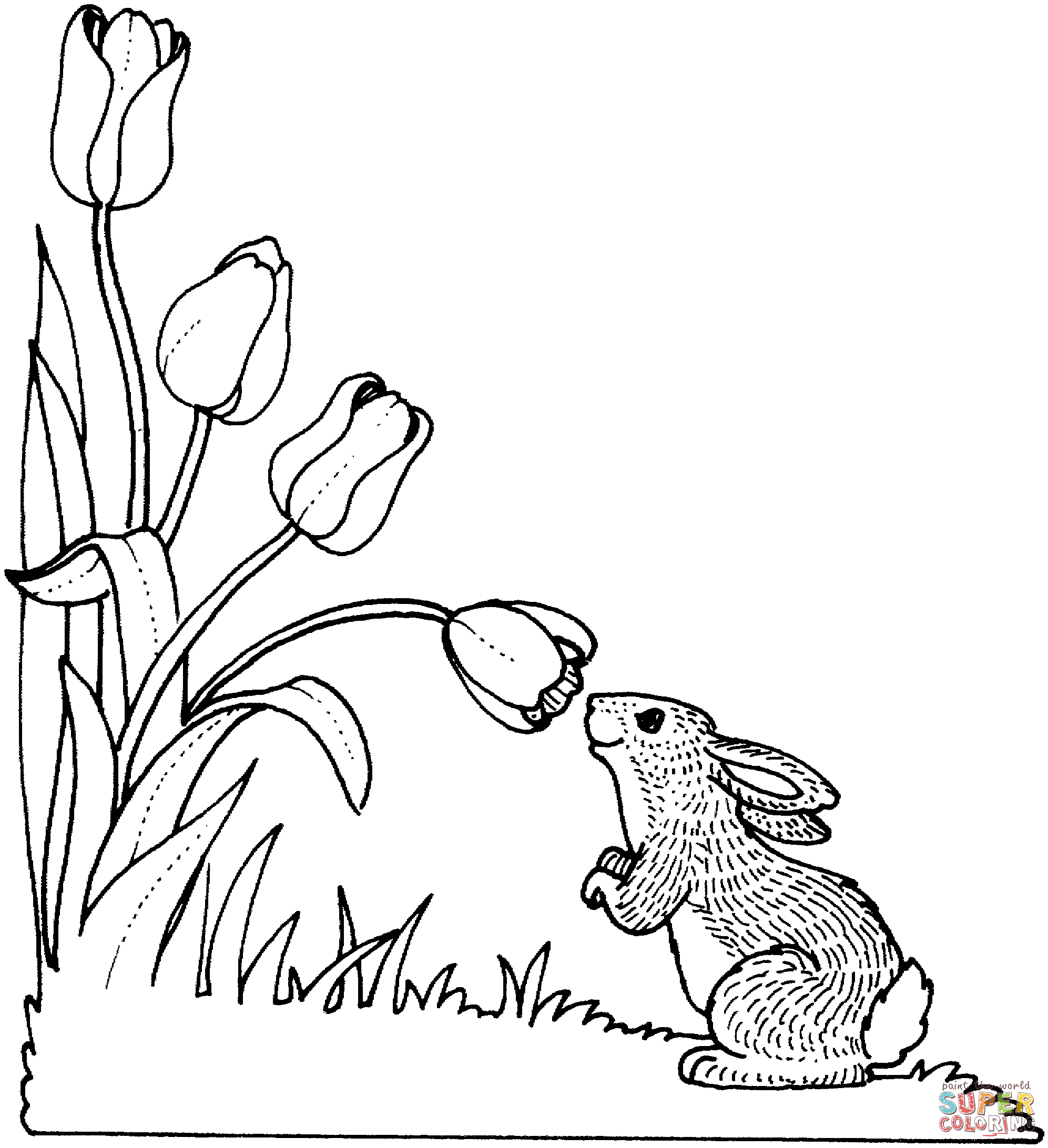 Tulipano dall'odore di coniglio da Tulip