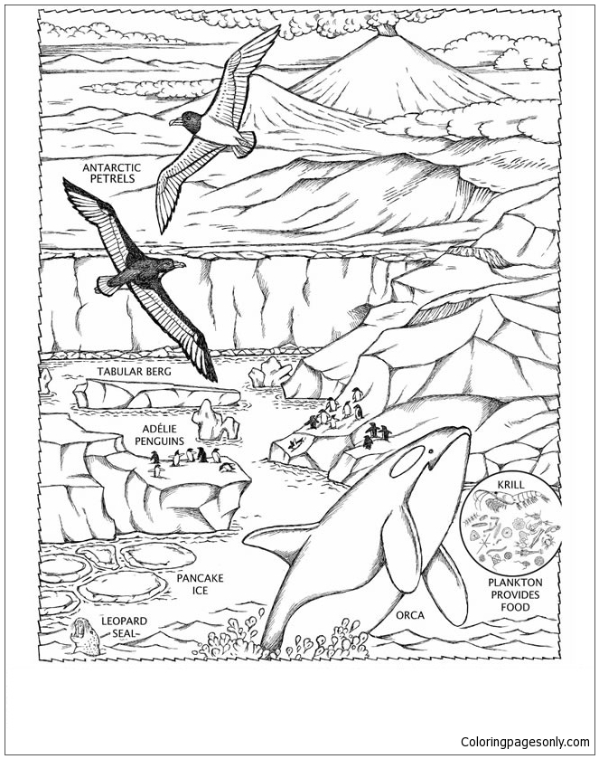 Race To The South Pole Coloring Pages - North and South poles Coloring