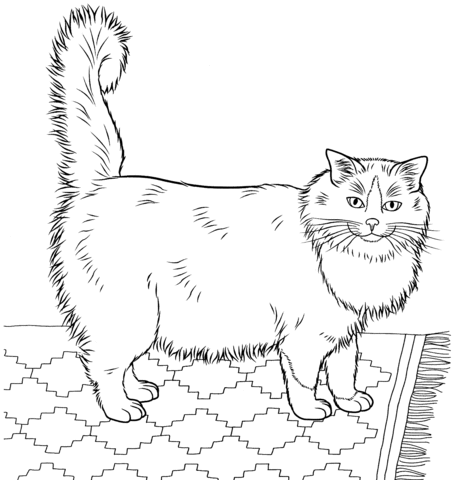 Ragdoll Cat 2 Coloring Page