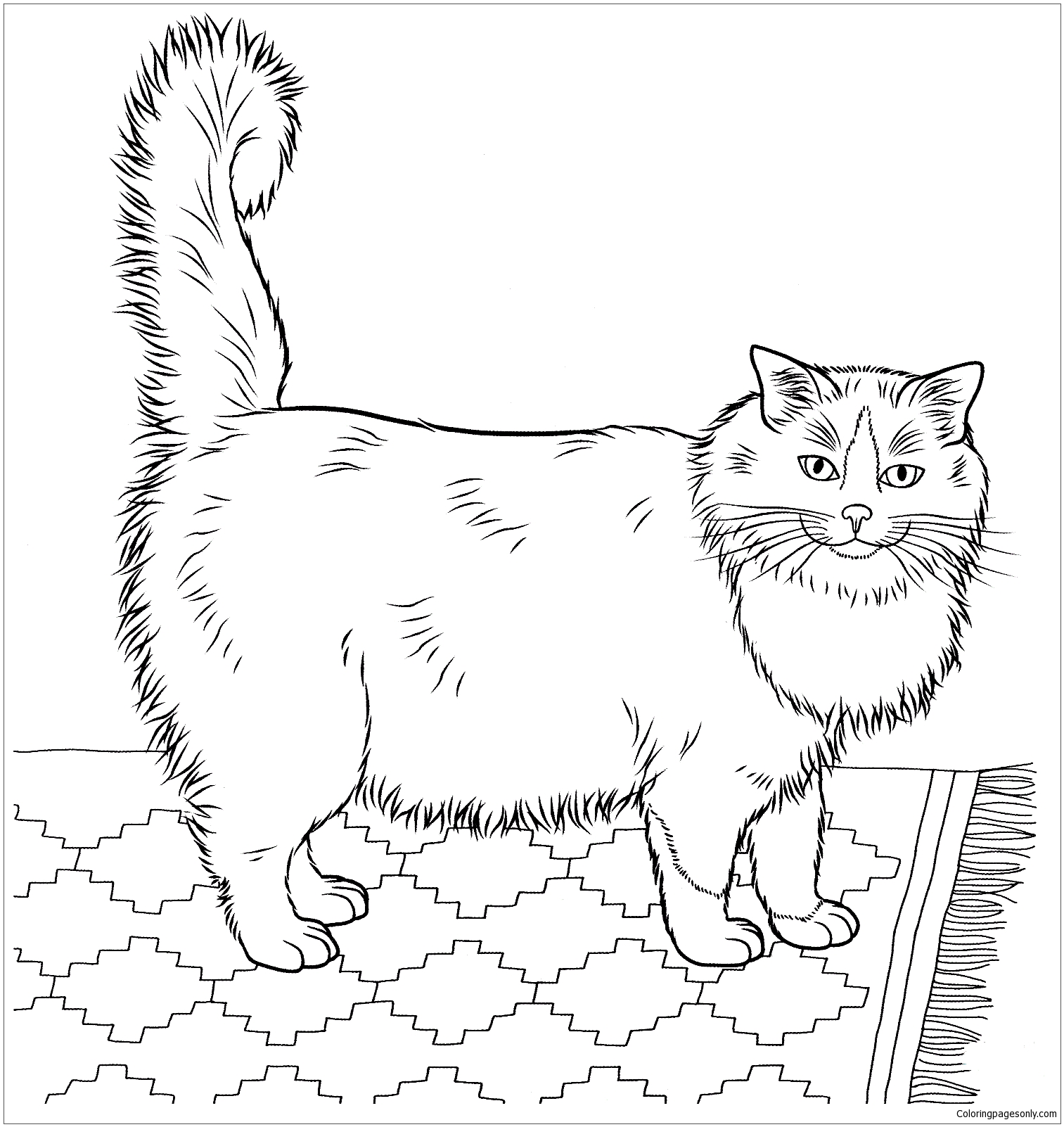 Ragdoll Cat 2 Coloring Page