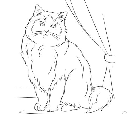 Ragdoll Cat Coloring Page