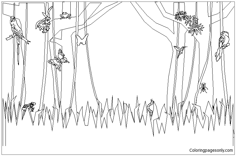 rainforest plants coloring pages