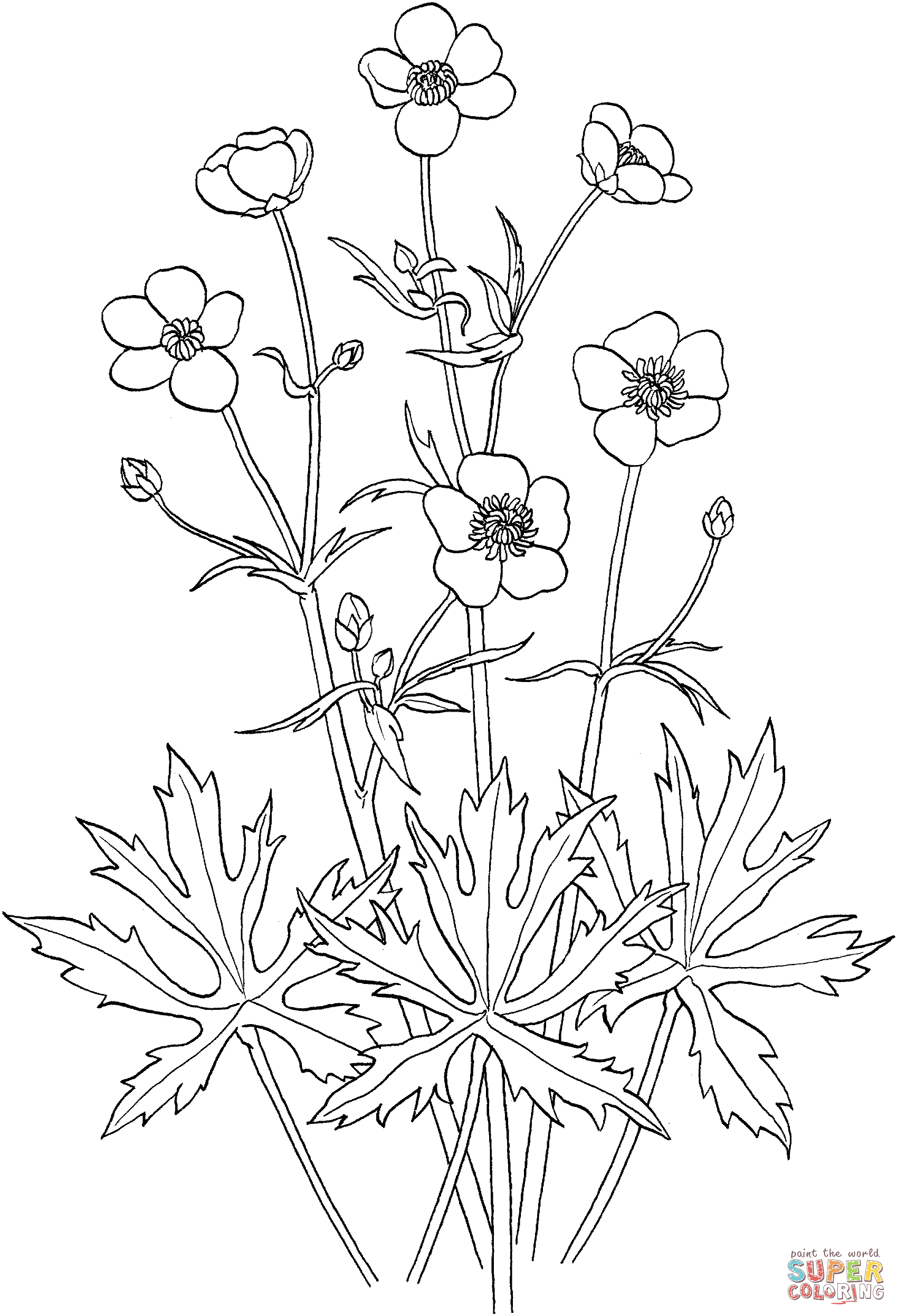 Ranunculus Acris Or Tall Buttercup Coloring Pages