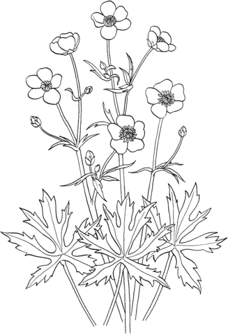 Ranunculus Acris or Tall Buttercup Coloring Pages