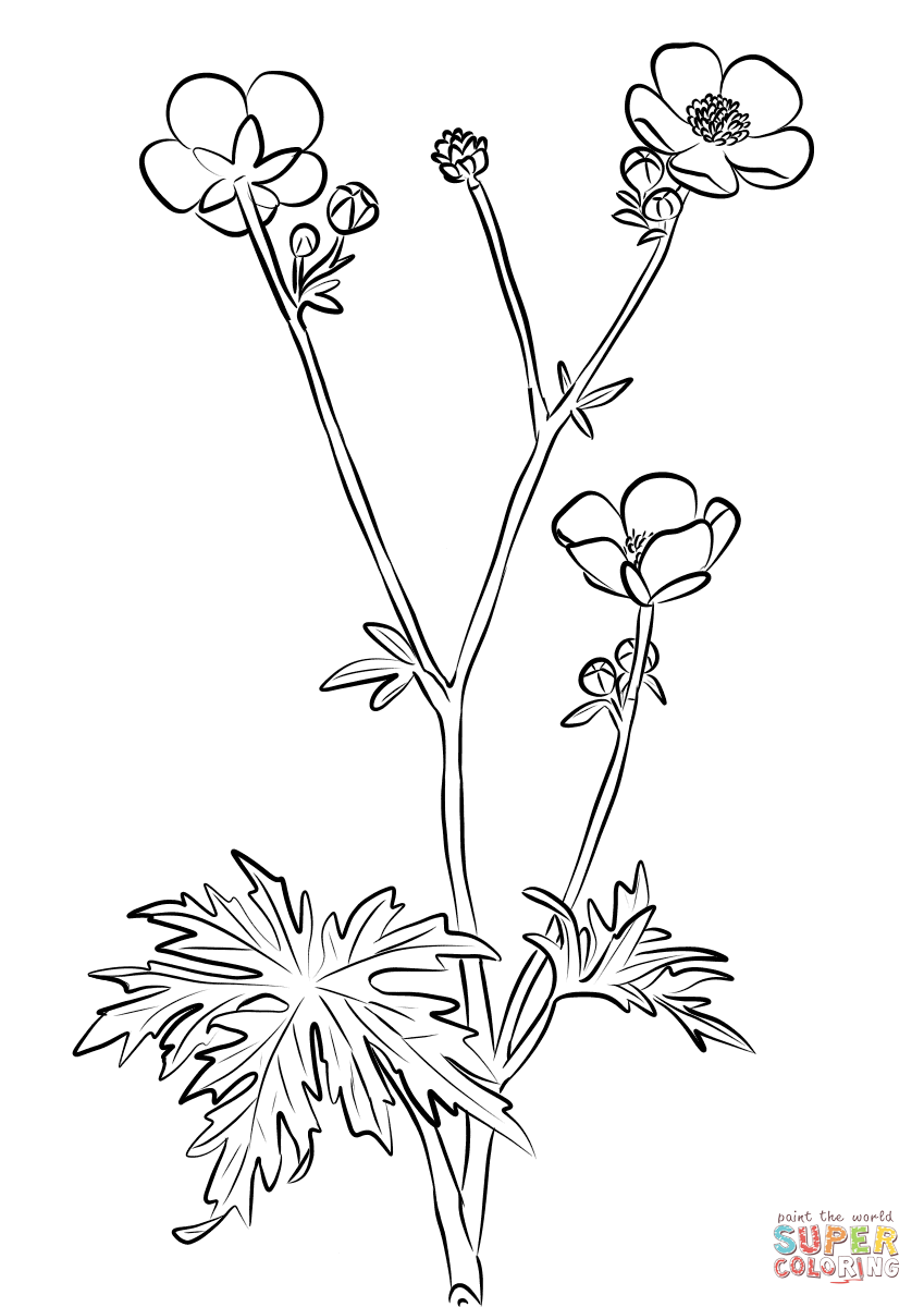 Ranunculus Acris de Flor de Ranúnculo