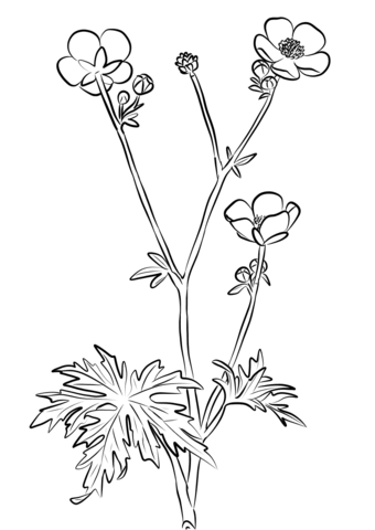 Ranunculus Acris Coloring Pages
