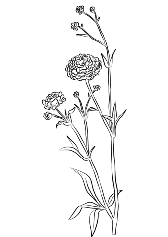 Ranunculus Coloring Pages