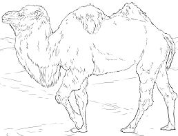 Realistic Bactrian Camel Coloring Pages