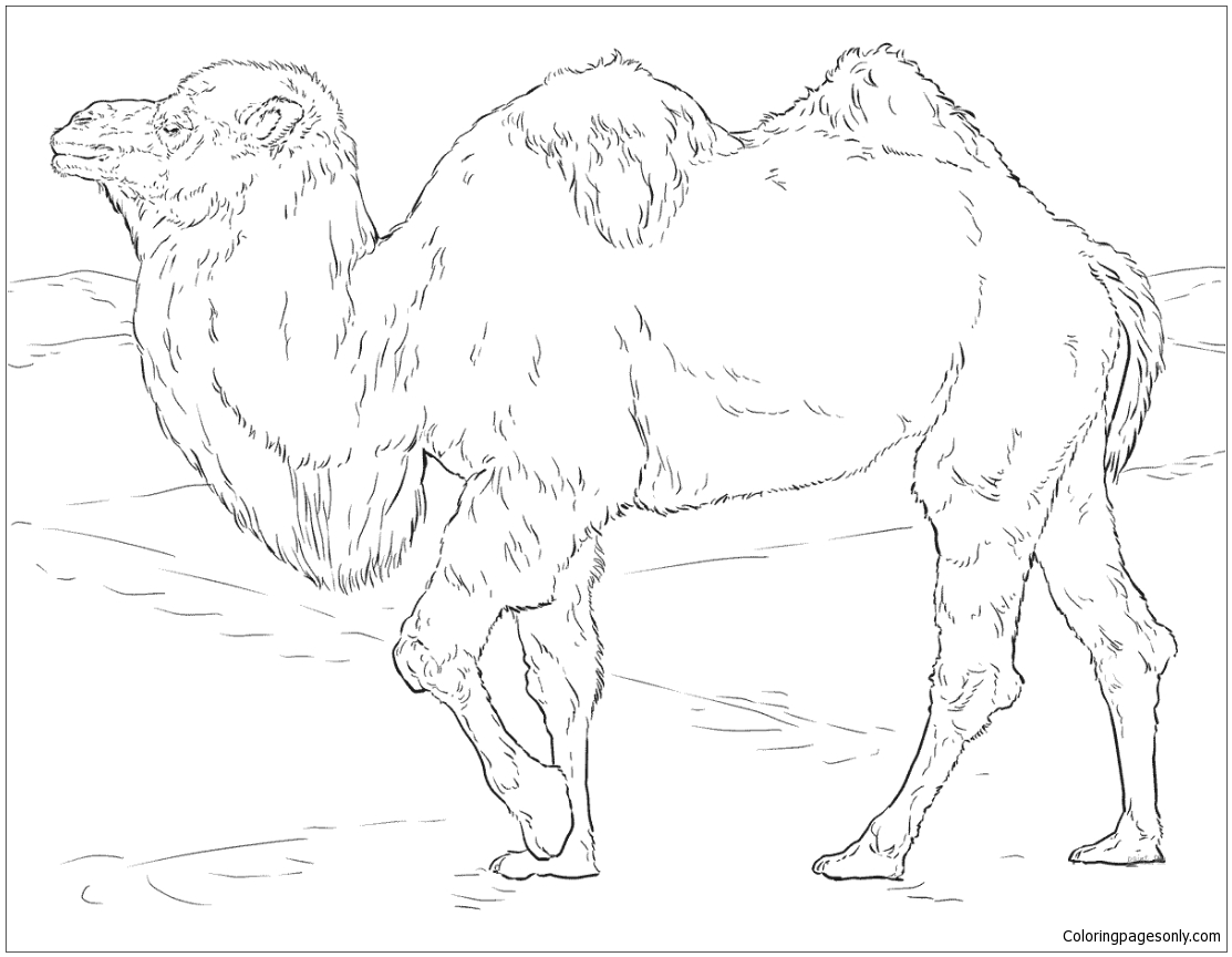 Realistic Bactrian Camel Coloring Page Free Printable Coloring Pages