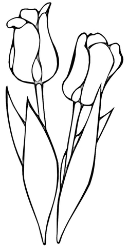 Red Tulips Coloring Page