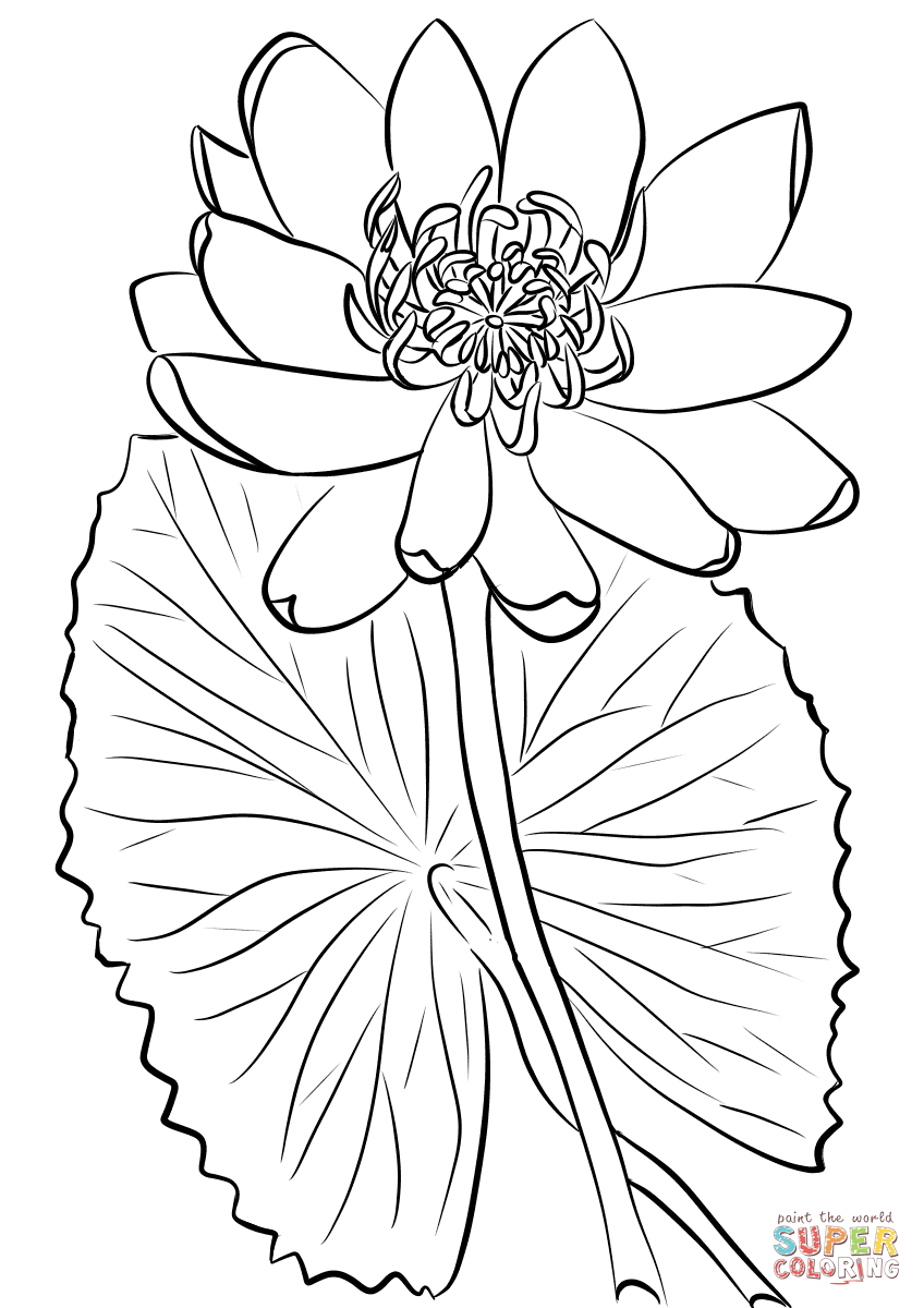 Red Water Lily Coloring Page