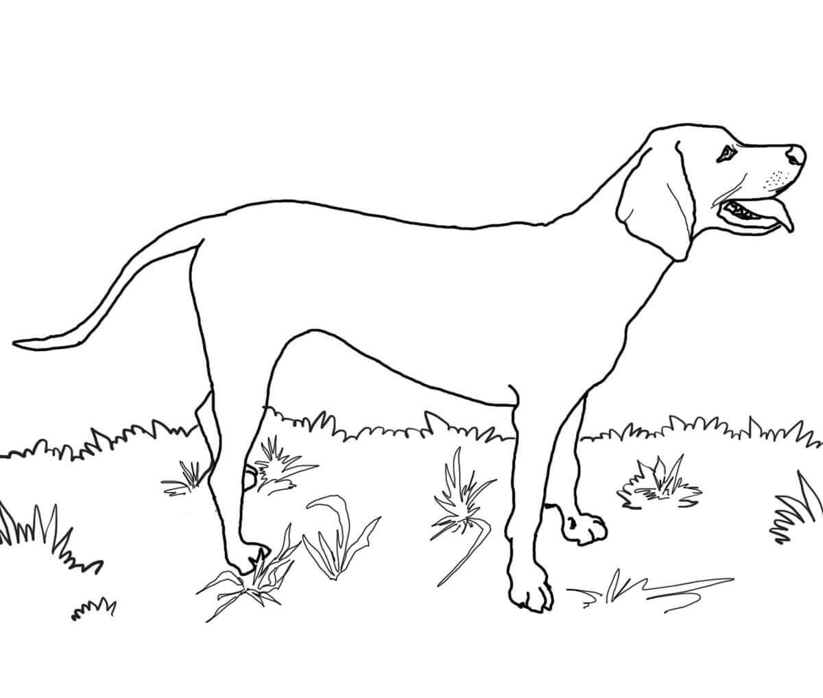 Redbone Coonhound Coloring Pages