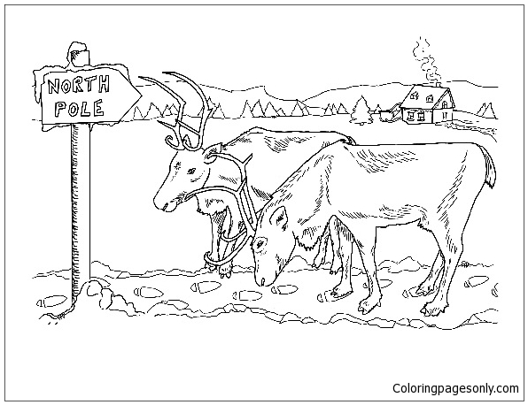 Reindeer at North Pole from North And South Poles