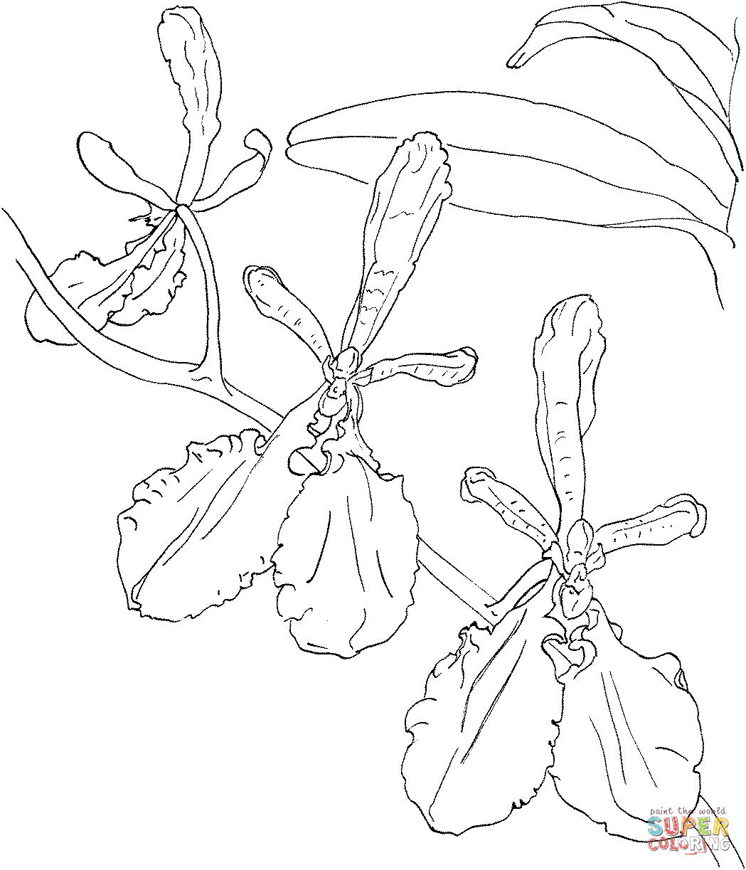 Renanthera Imschootiana Orchid Coloring Page