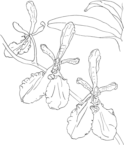 Renanthera Imschootiana Orchid Coloring Pages