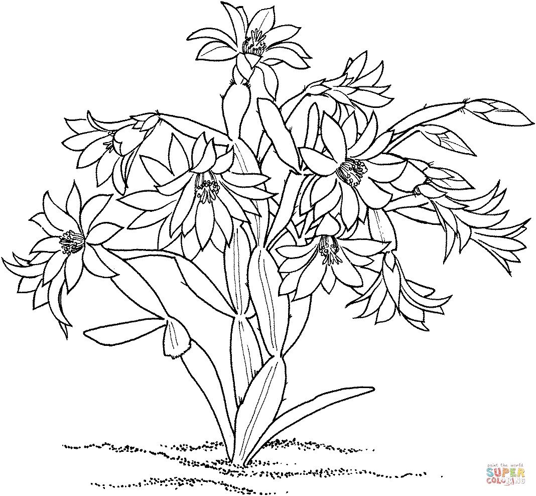 Rhipsalidopsis Rosea Cactus Coloring Pages