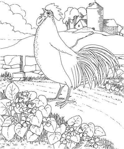 Rhode Island Red and Violet Coloring Page