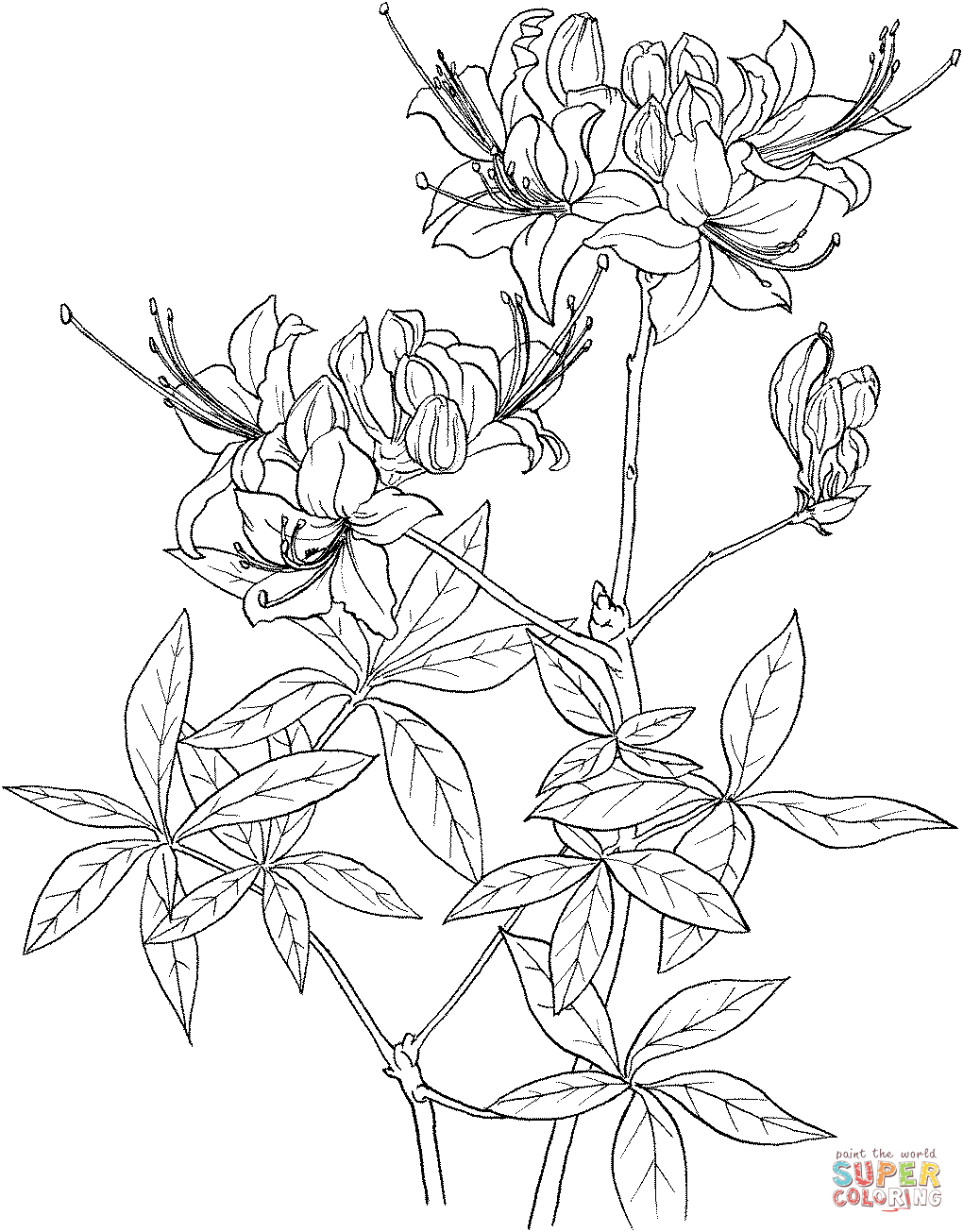Rhododendron Calendulaceum Or Flame Azalea Coloring Pages