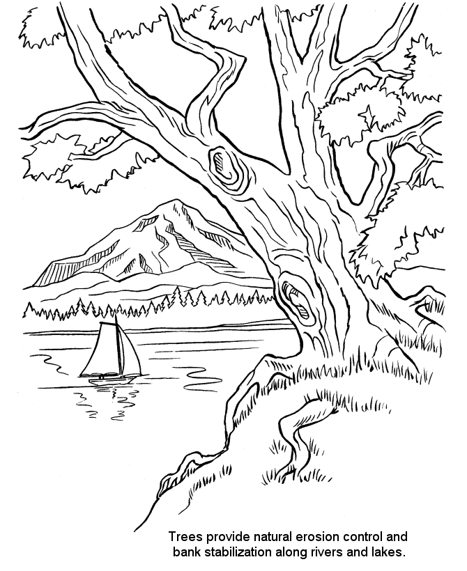 河流的河岸树木
