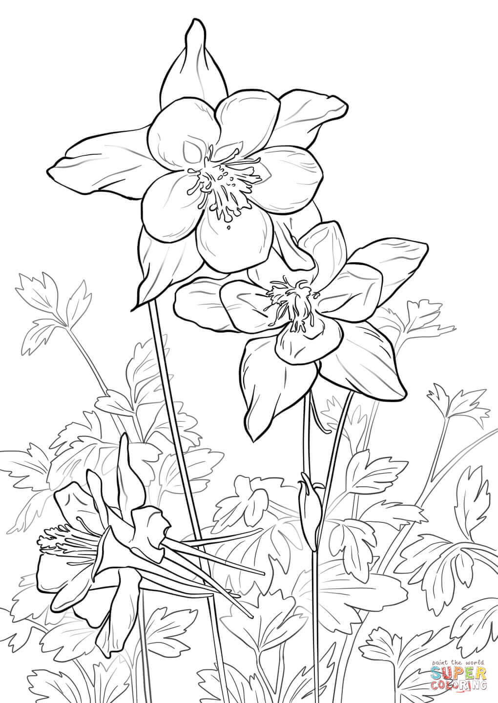Rocky Mountain Columbine Coloring Page