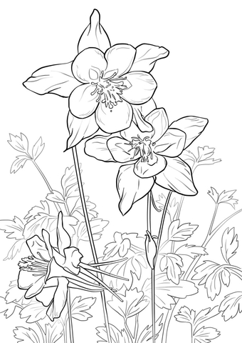 Rocky Mountain Columbine Coloring Pages