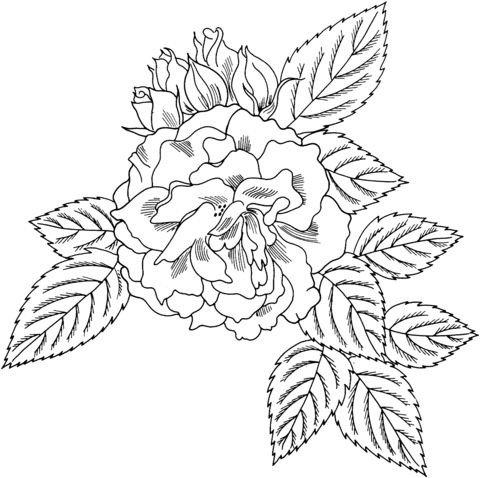 Rosa ‘Bahia’ Floribunda Rose Coloring Pages