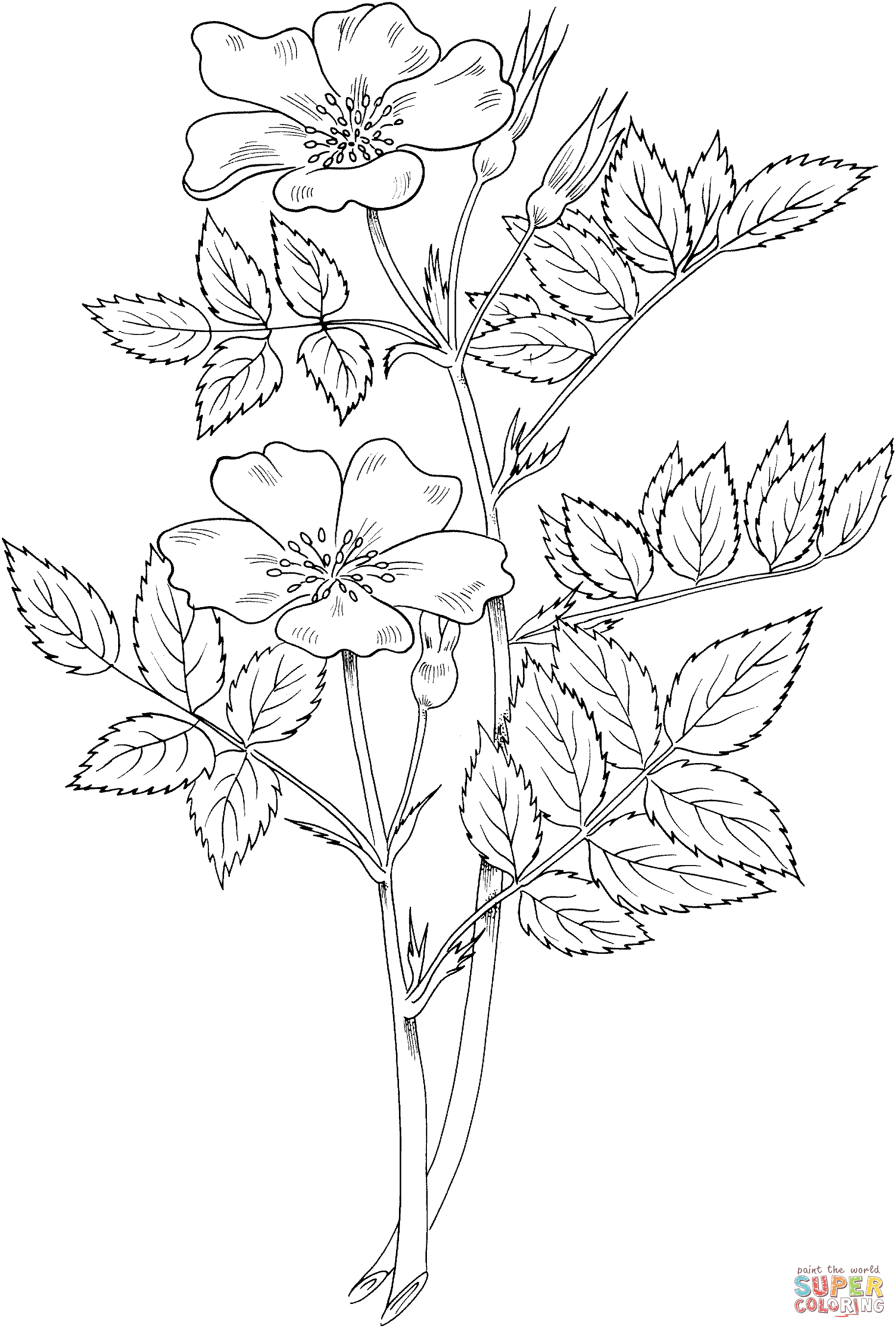 Rosa Blanda Or Meadow Wild Rose Or Or Prairie Rose Coloring Pages