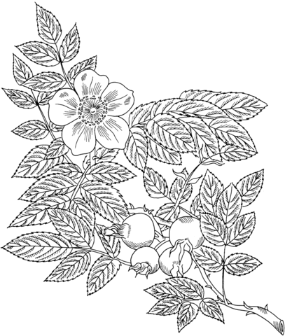 Rosa Eglanteria or Sweet Briar Rose Coloring Pages