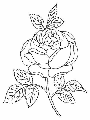 Rose Blossom Coloring Pages