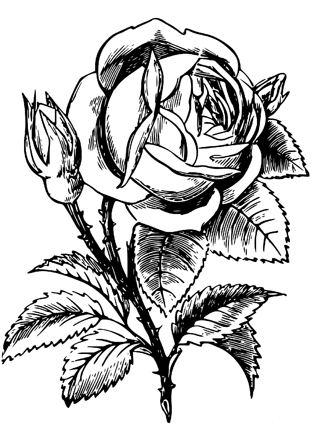 Rose Coloring Pages - Flower Coloring Pages - Coloring Pages For Kids