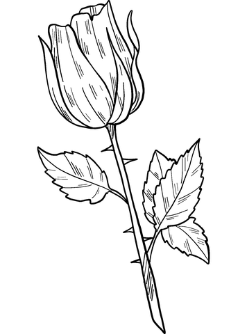 Rose Flower For Love Coloring Page