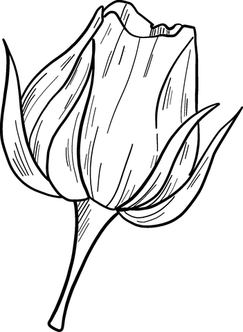Rose Coloring Page
