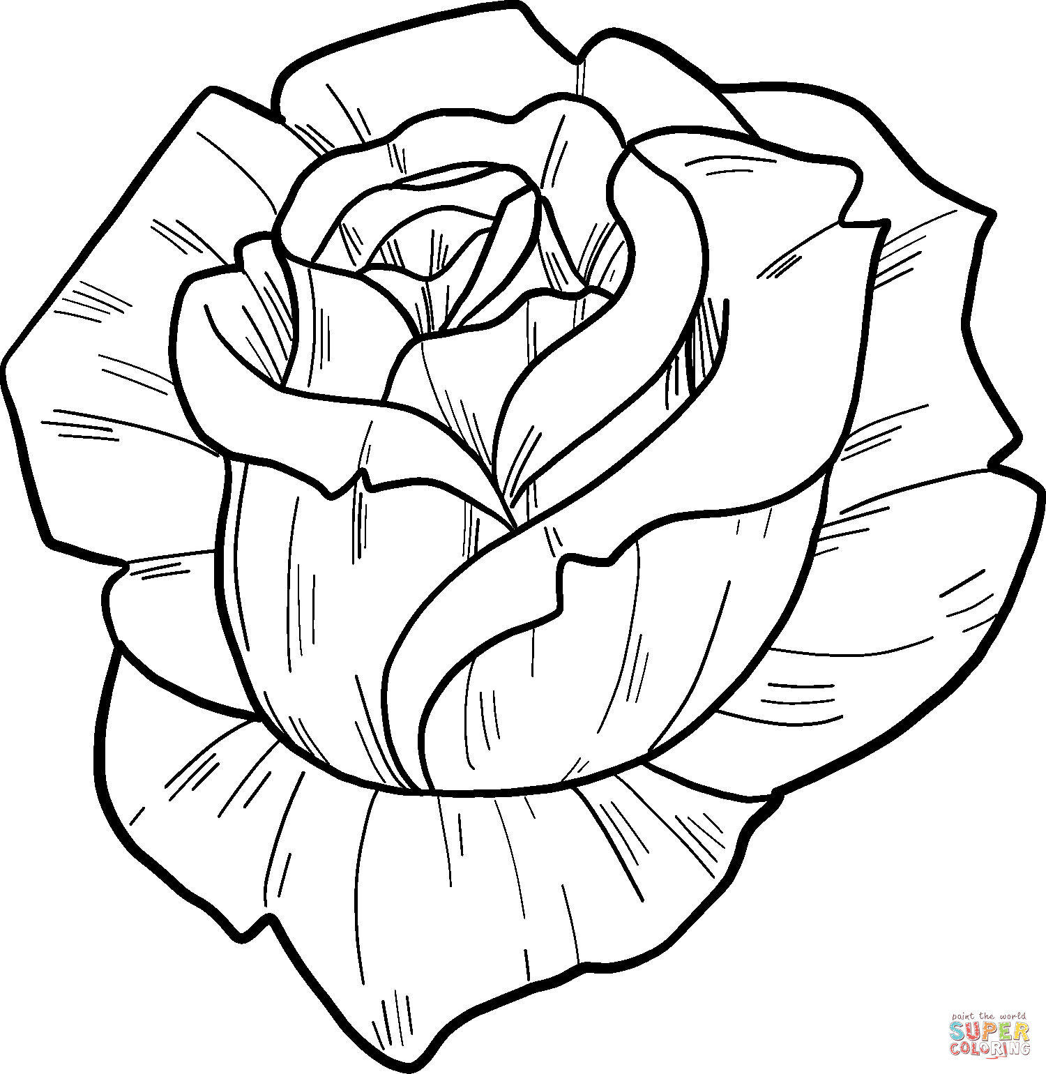 Rosa dalle rose