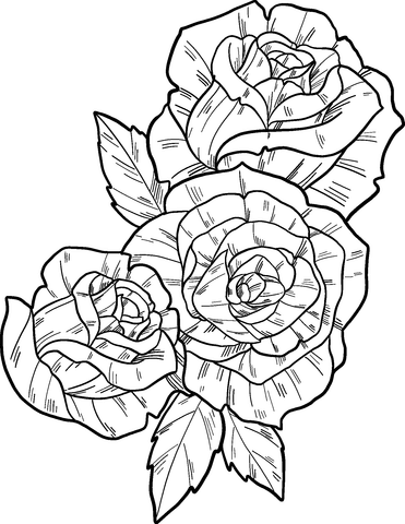 Roses Coloring Pages