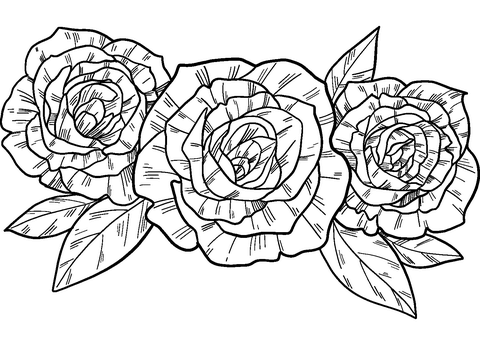Roses Coloring Page