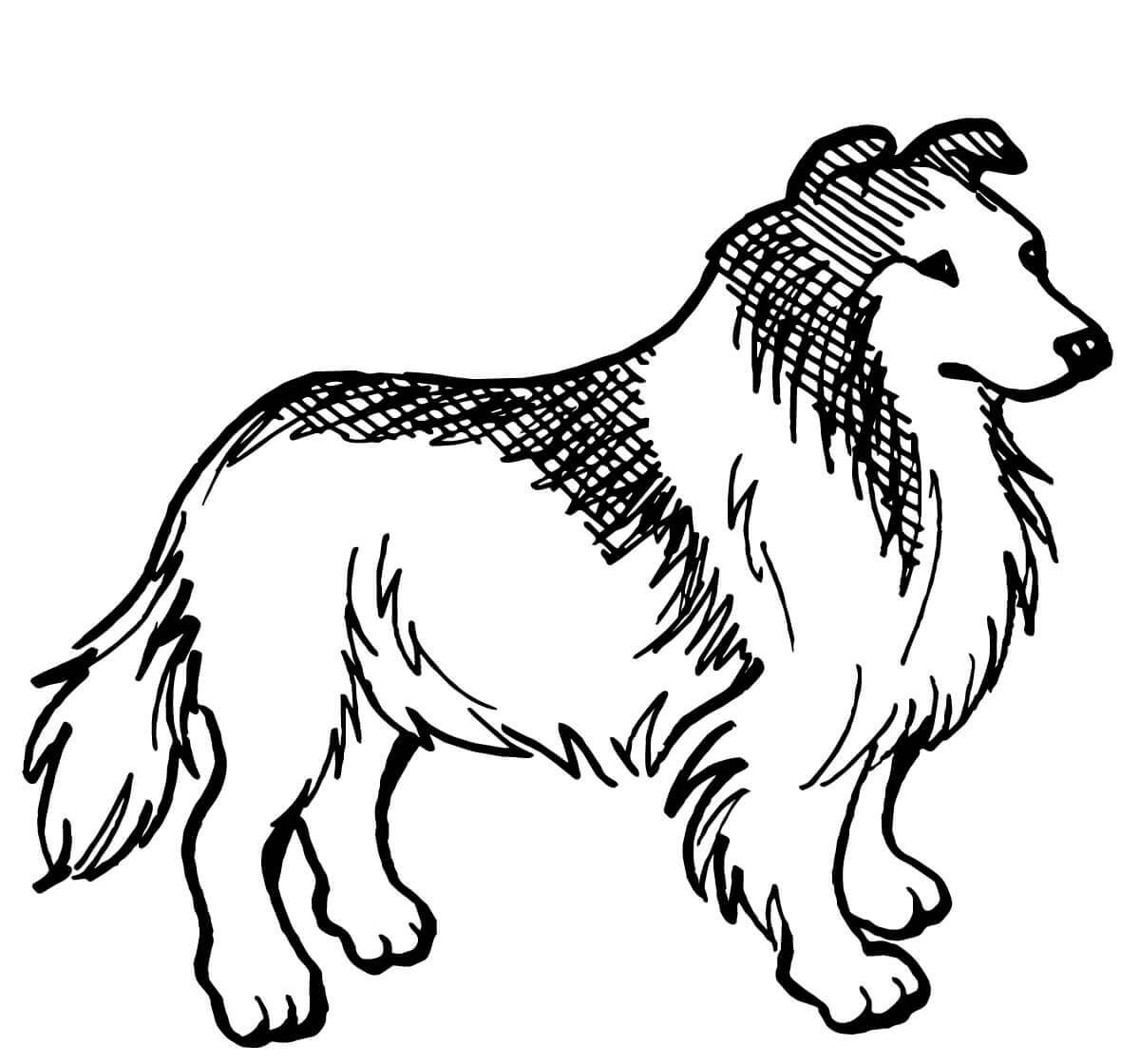 Rough Collie black and white from Dogs